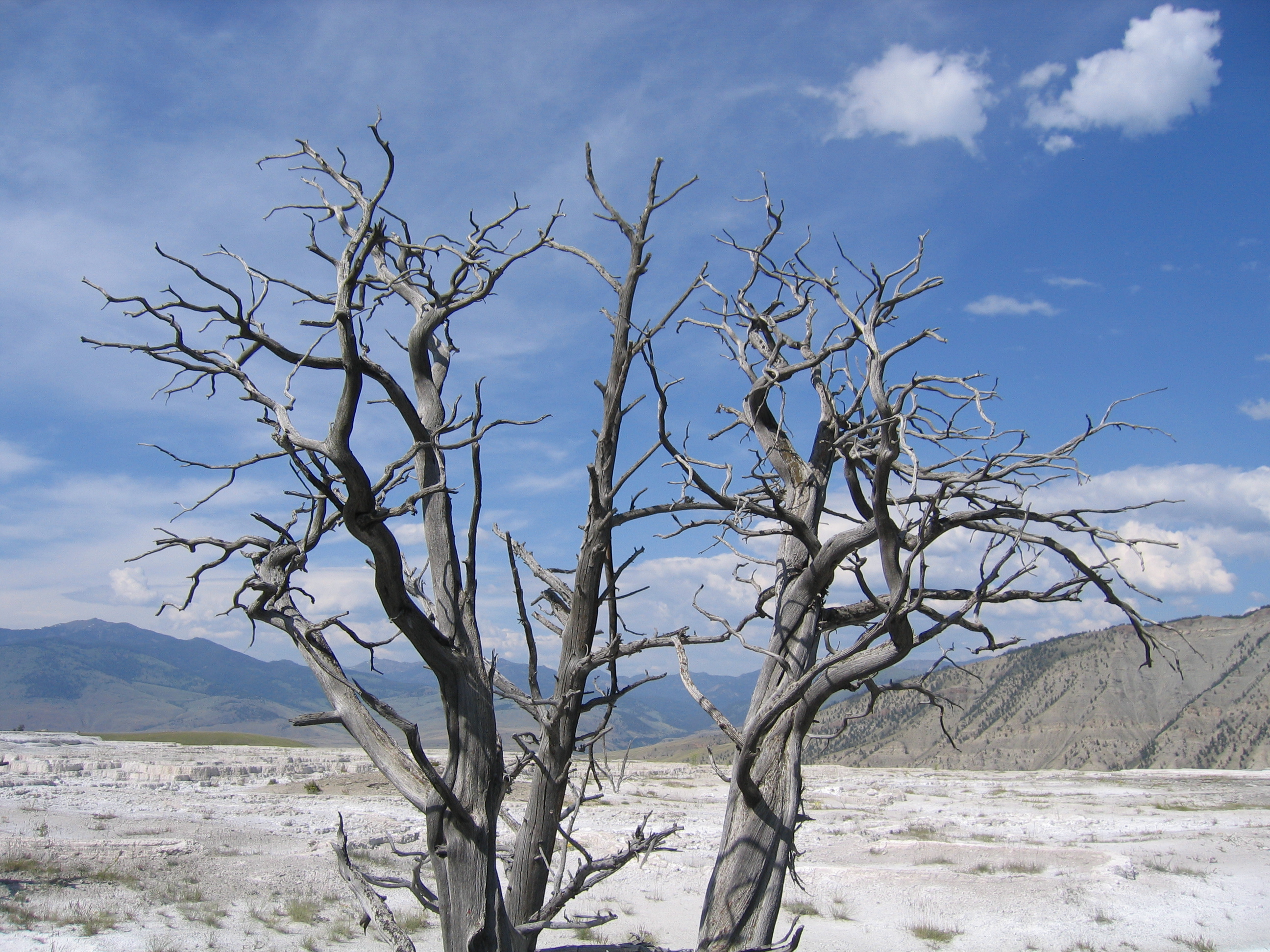 canaryspringtrailtreesky1.jpg